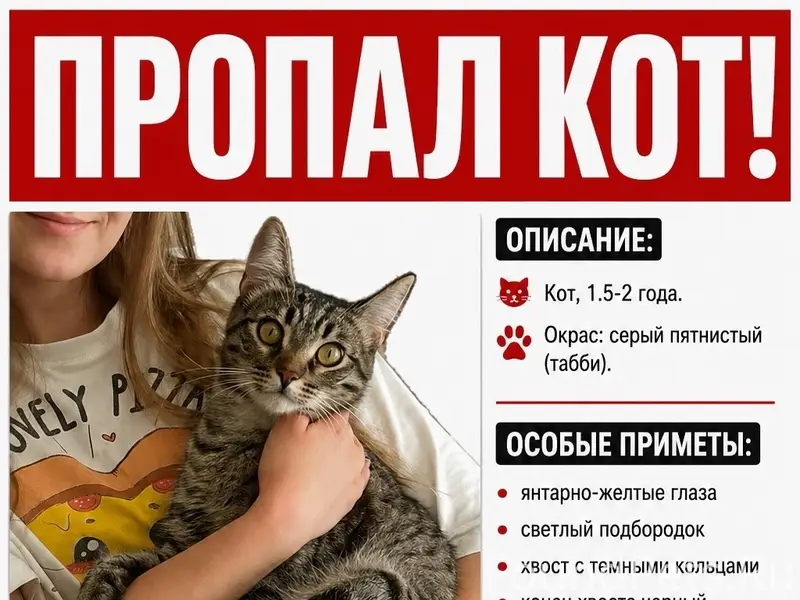 Пропал домашний кот, г. Ижевск