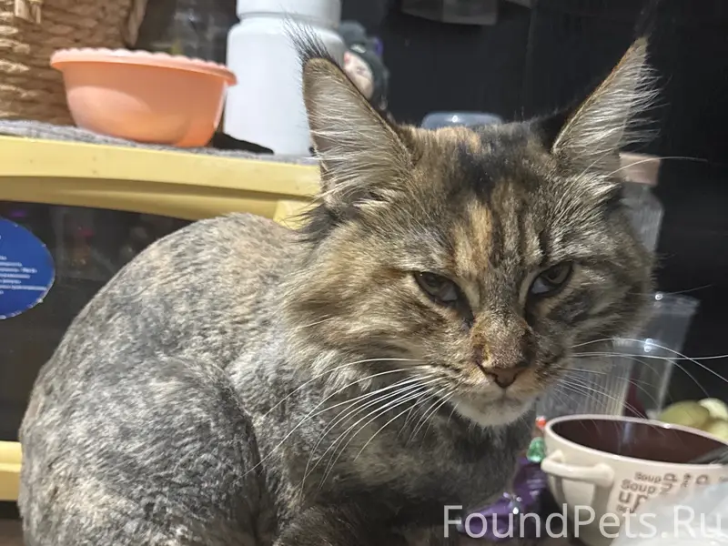 Пропала кошка Сэнди, район Ярославская