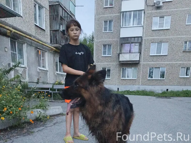 Найден овчарка, мотозавод