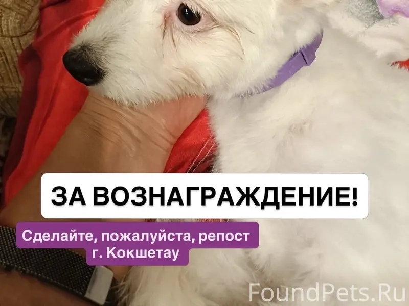Пропала собака Белка, г. Кокшетау