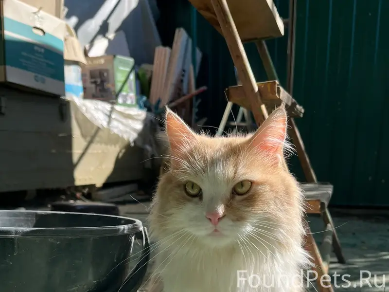 Пропал кот, район 2 школы