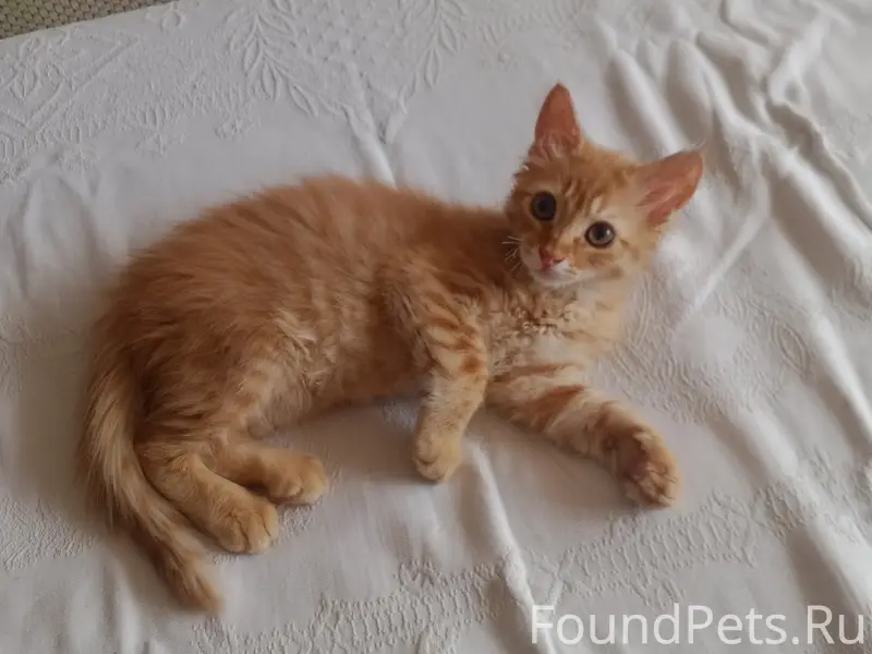 Пропал рыжий котёнок