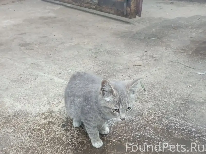 Найден котёнок, ул. Крылова