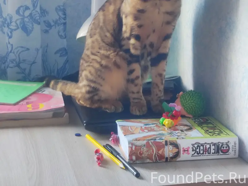 Найдена Бенгальская кошка 
