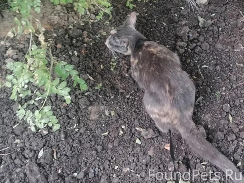 Пропала кошка, Латышская
