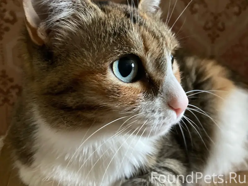Пропала кошка, улица Лоскутова