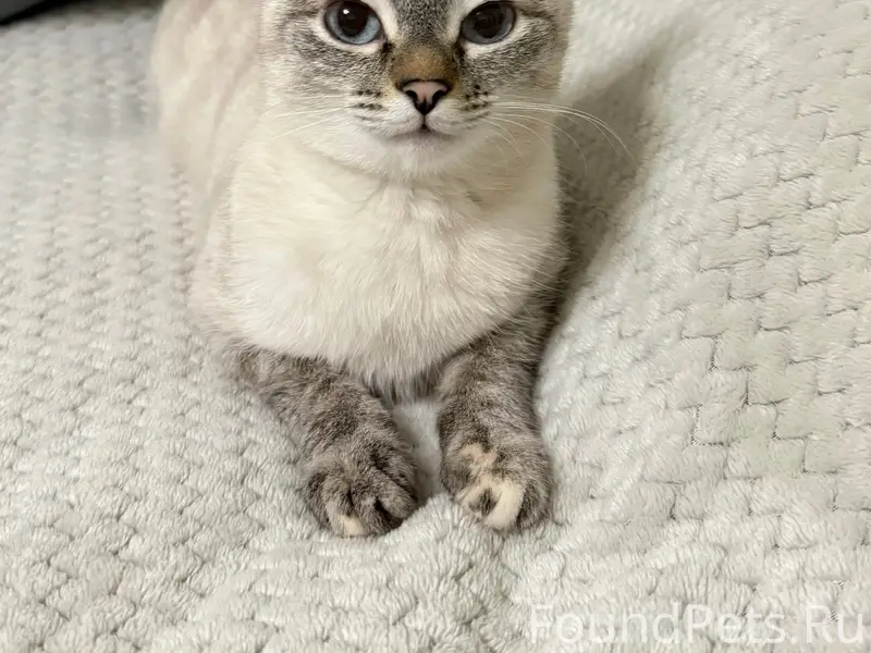 Пропала кошка Соня, микрорайон Дубняк