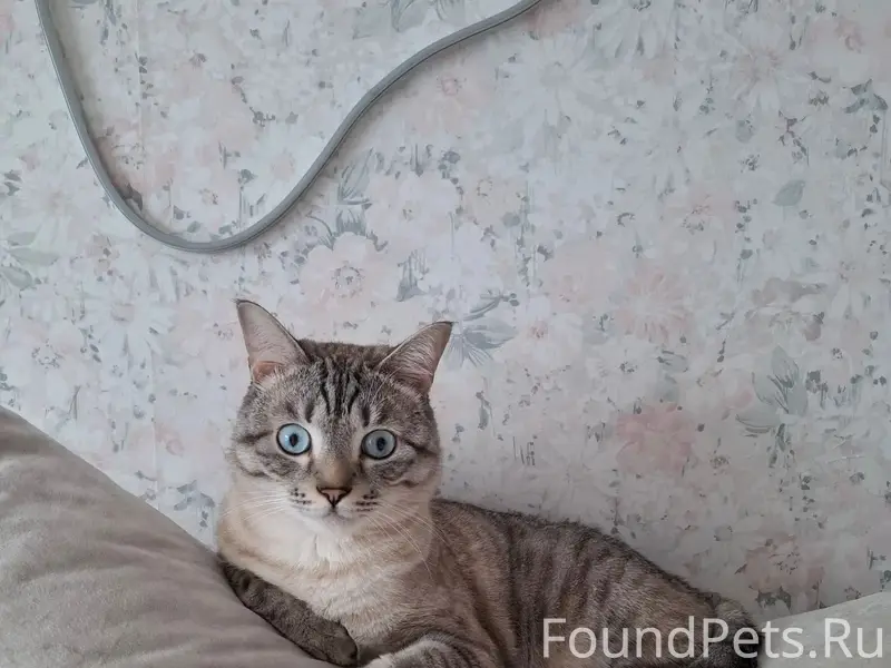 Пропал кот Тема, Югорск