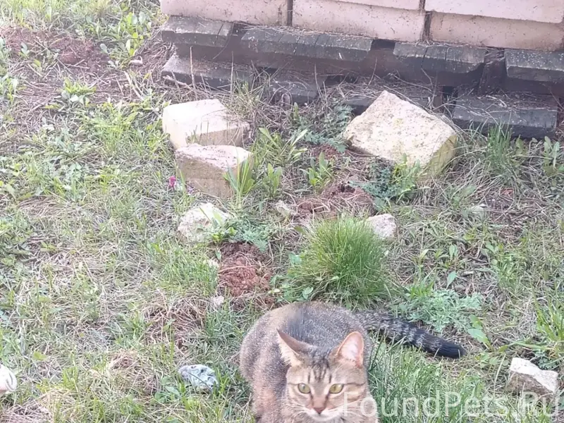 Пропала кошка, Смакаево