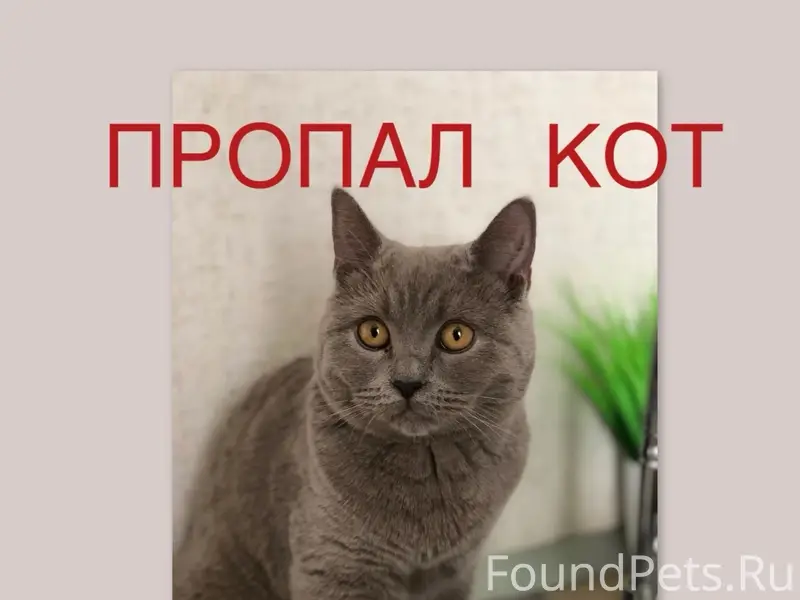 Пропал кот, Юрга