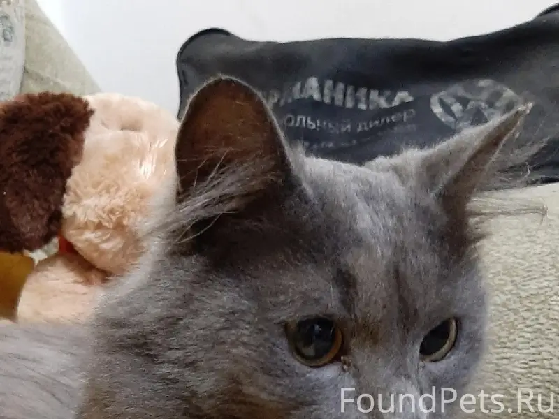 Найден котик, улица Пузакова