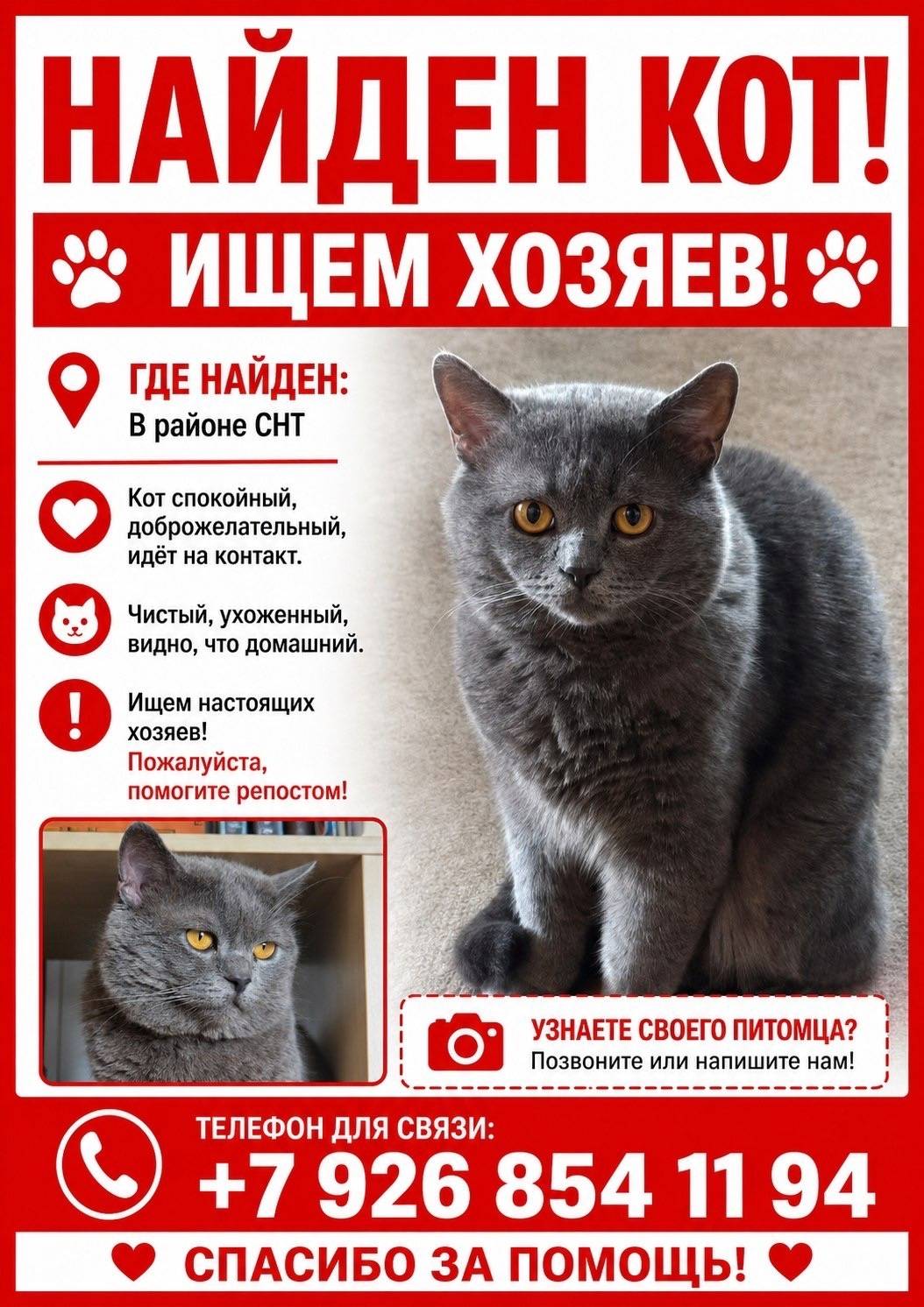 Найден кот британская короткошёрстная, Фрязино