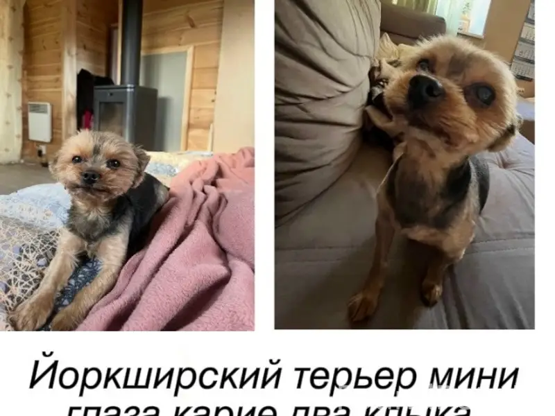 Пропал Жора/Жорик, Выборг