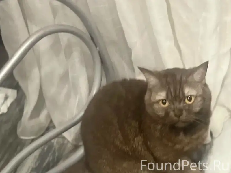 Пропала шотландская кошка, Молявинское поле