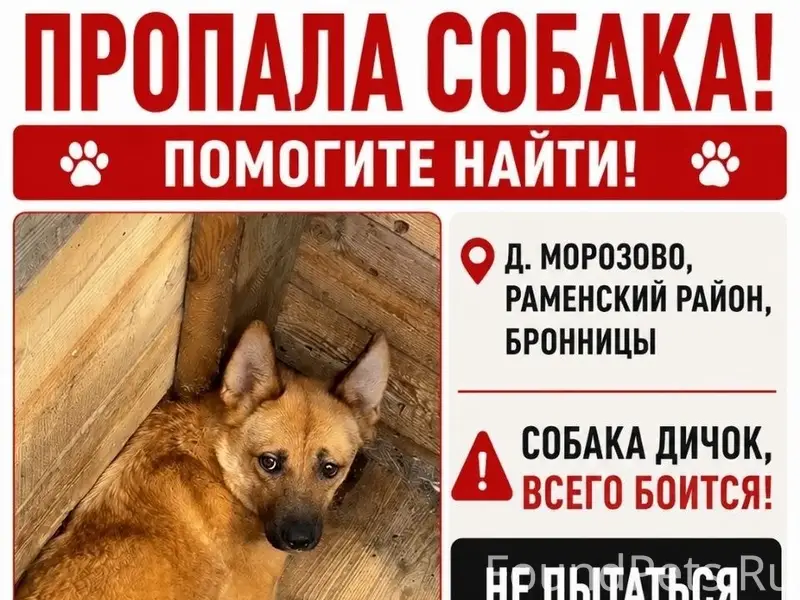 Пропала собака, Д. Морозово, Раменский район
