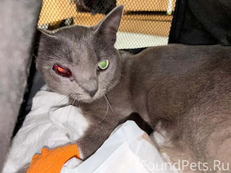 Найден кот, Кохма