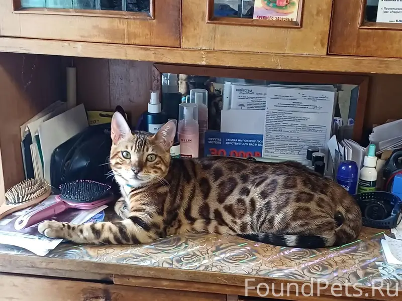 Пропал бенгальский кот, район хлебозавода