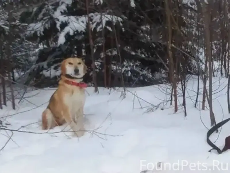 Пропала русская гончая, район мтм