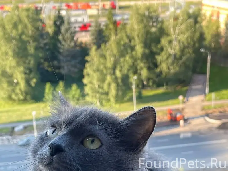 Пропала кошка, Зеленоград, 14 район