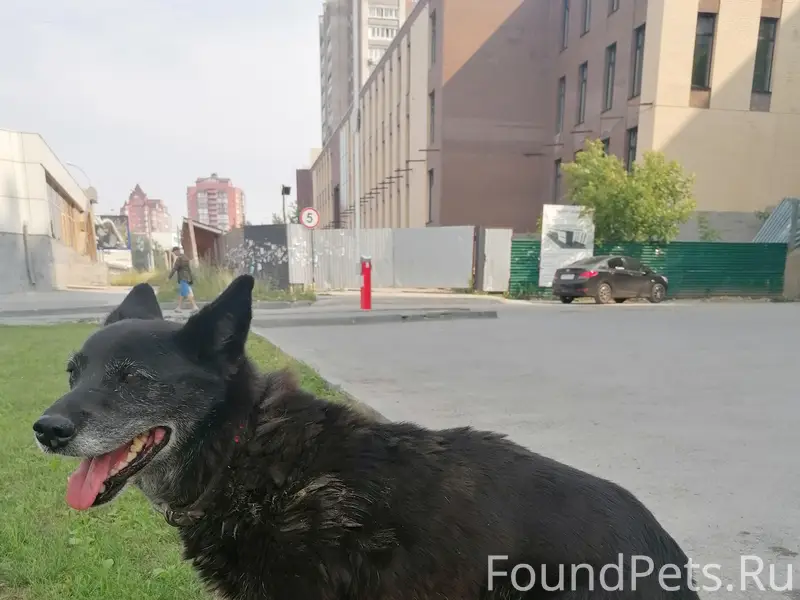 Найденна собака в черном ошейнике, Дзержинский район
