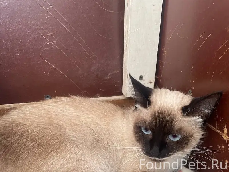 Найден котенок (кошка)