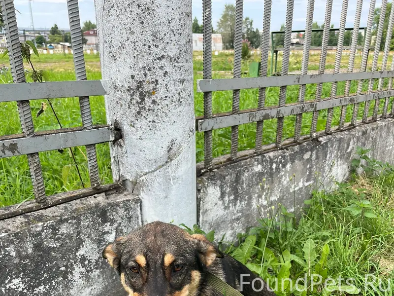 Найден щенок девочка, г. Котлас