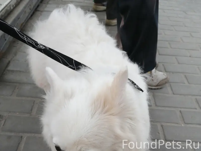 Найдена собака