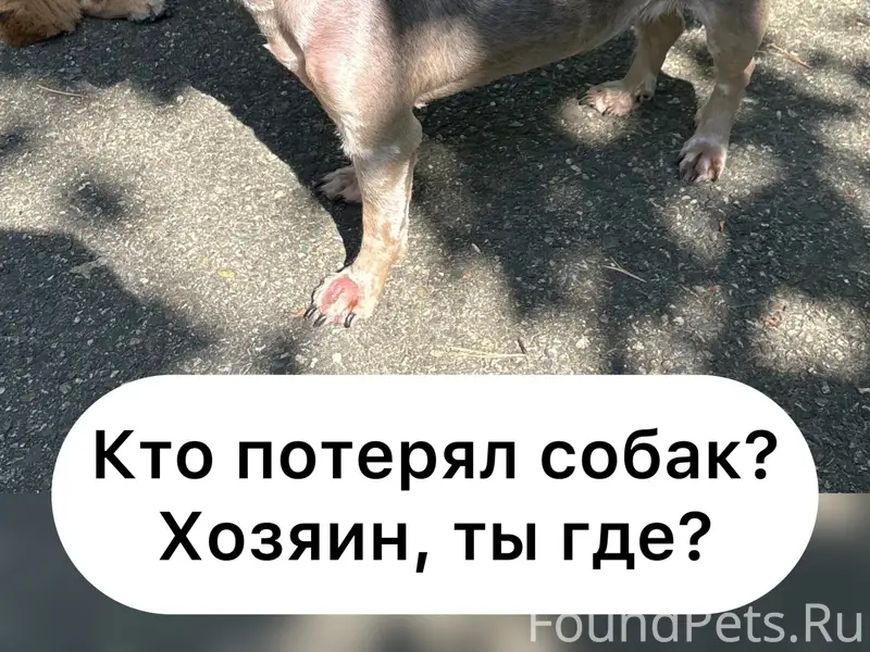 Найденны две собаки, город Ставрополь