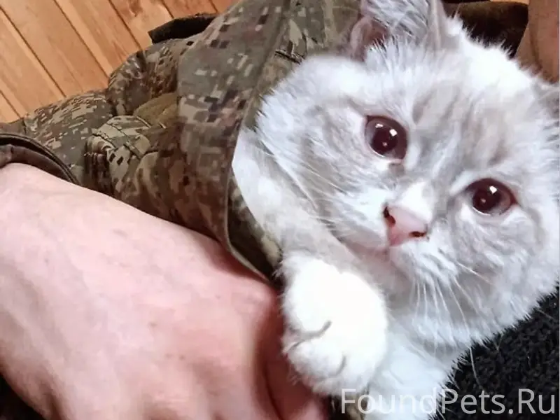 Пропал кот Снежок, деревня Черная Грязь