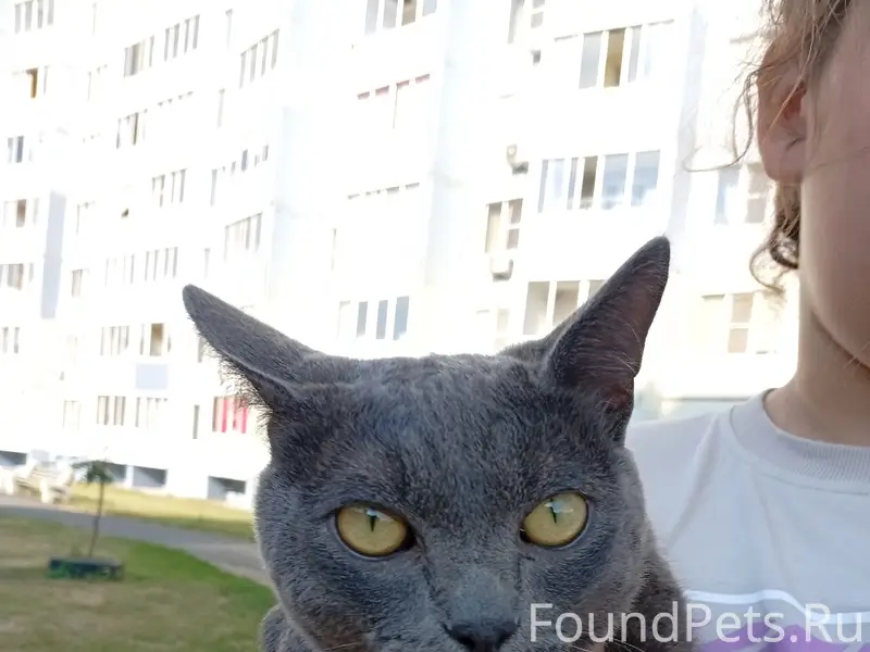 Найдена кошка, Барнаул