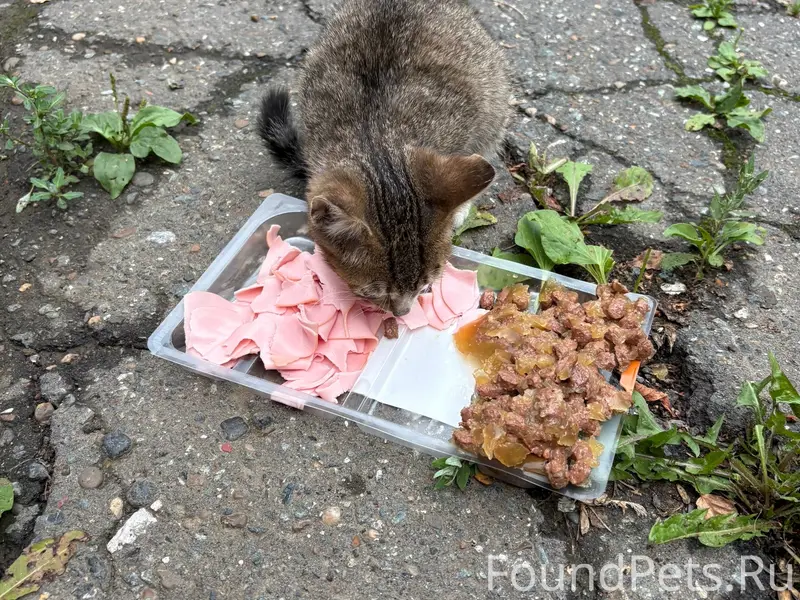 Найден котёнок, Союзная