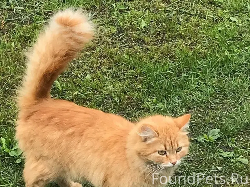 Пропал кот, Запрудовка, Восточная 58