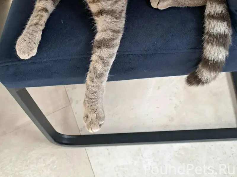 Найден кот, деревня Рябеево