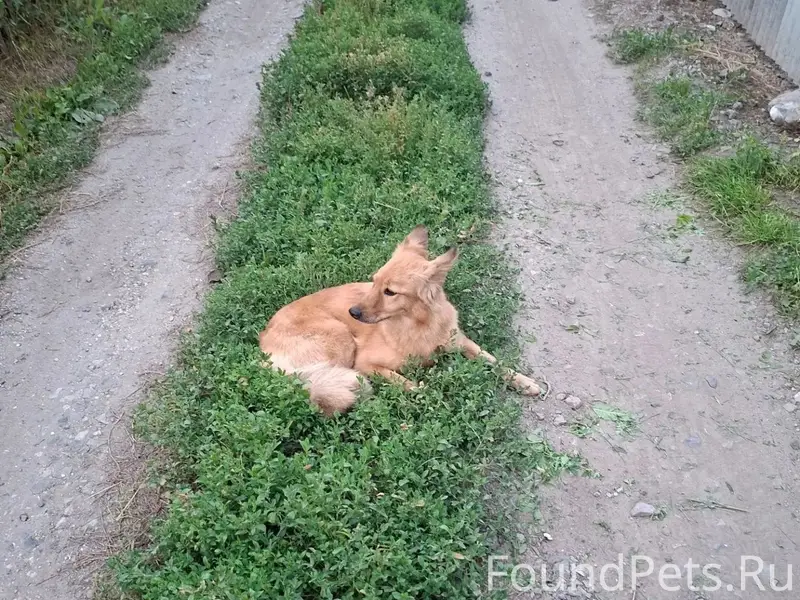 Найденна собака, за Геодезией