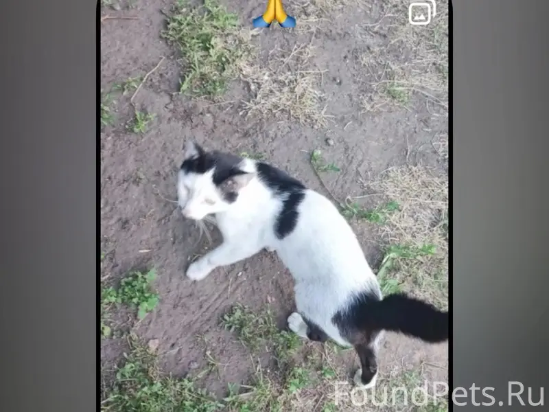 Найден кот, Самара