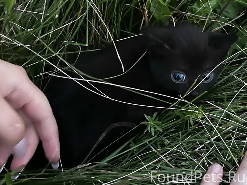 Найден котёнок