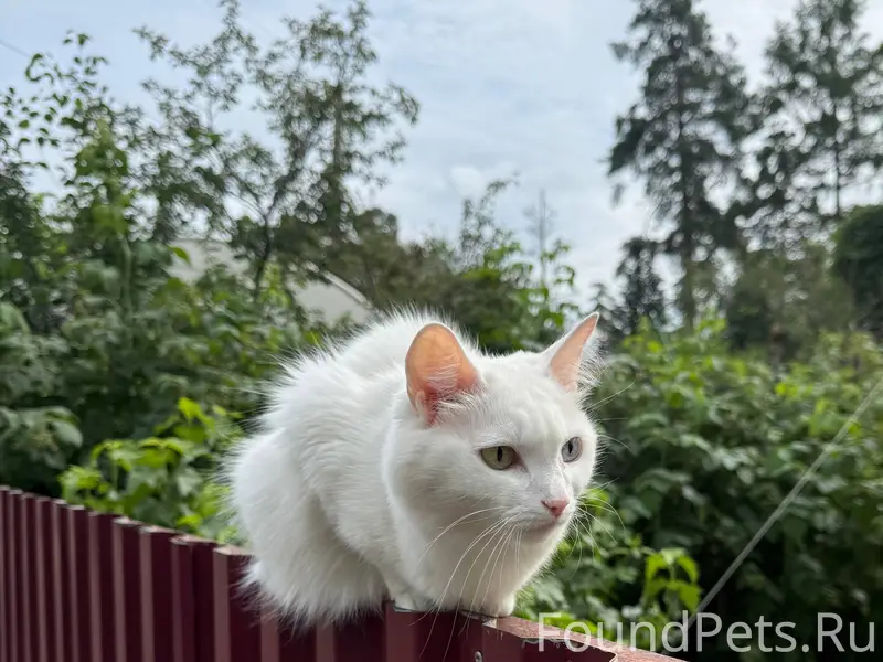 Пропала белая кошка