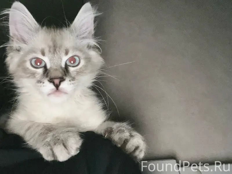 Пропал котёнок Дымок