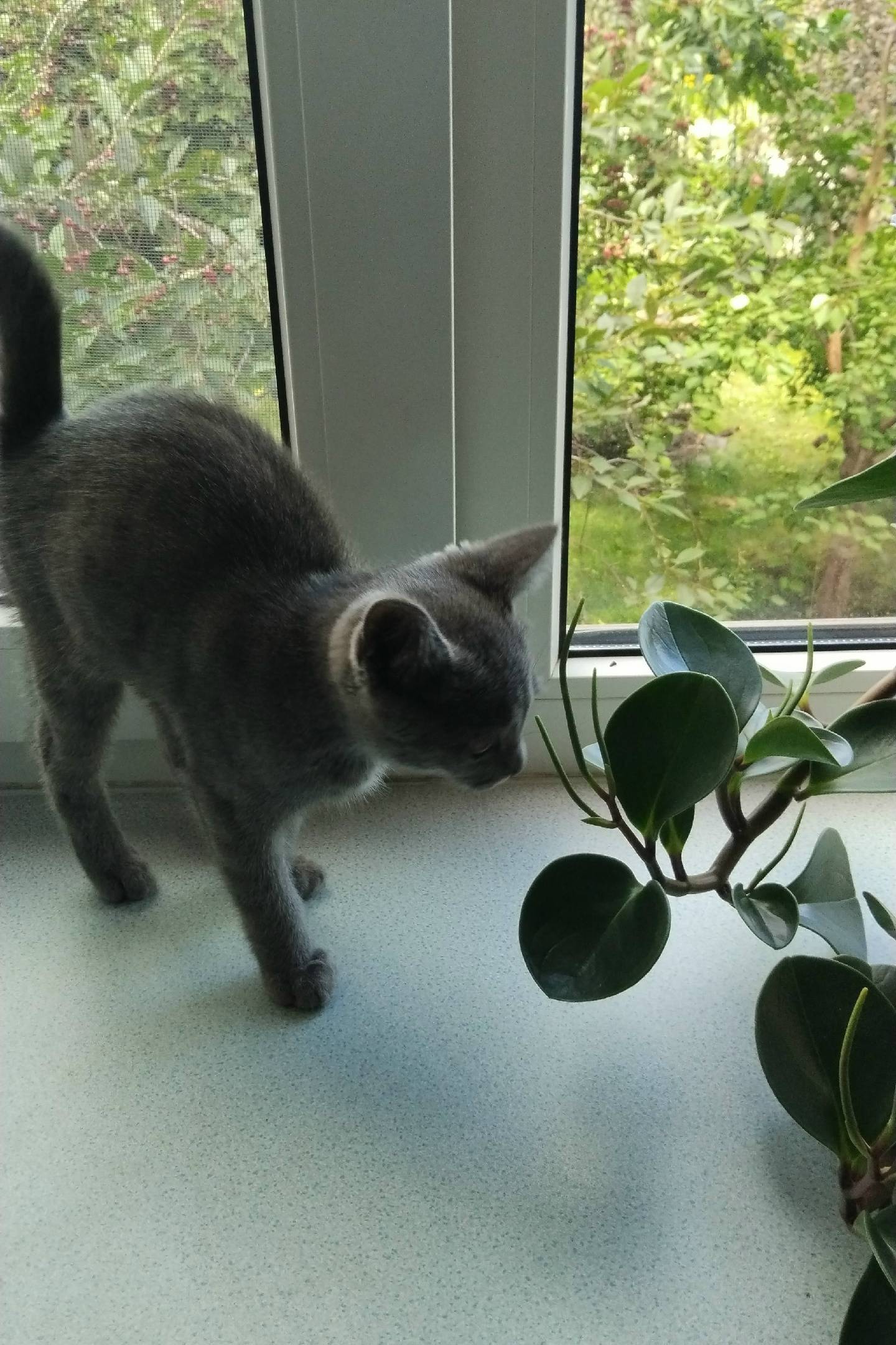Найден котёнок дымчатого окраса, район улицы Папанина
