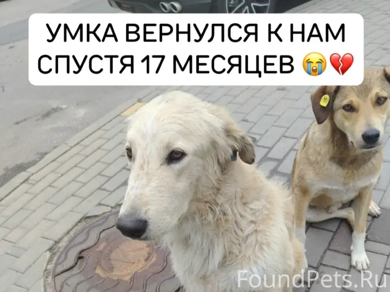 Найден пёс Умка, Воронеж