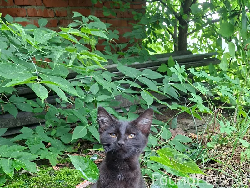 Найден котёнок (девочка), Михнево