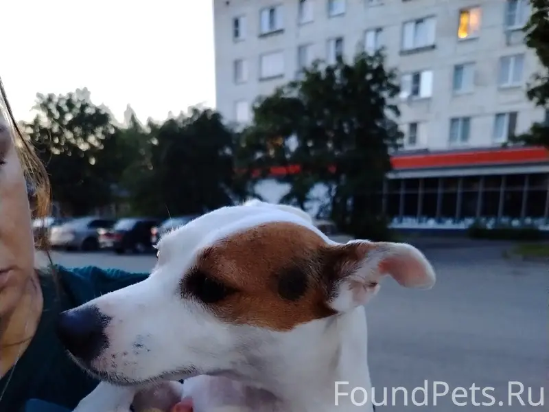 Найденна собака соломенного окраса, ул. Трудовых резервов