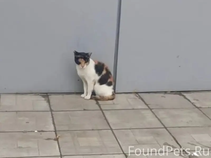 Найдена кошка, Коломна, район 8 школы