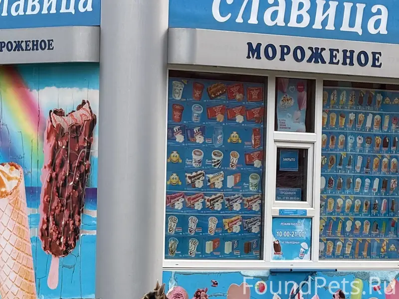 Найденна собака, район Димитрова