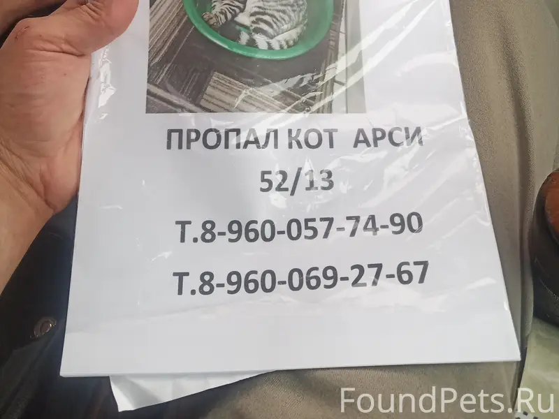 Пропал кот, 52/13