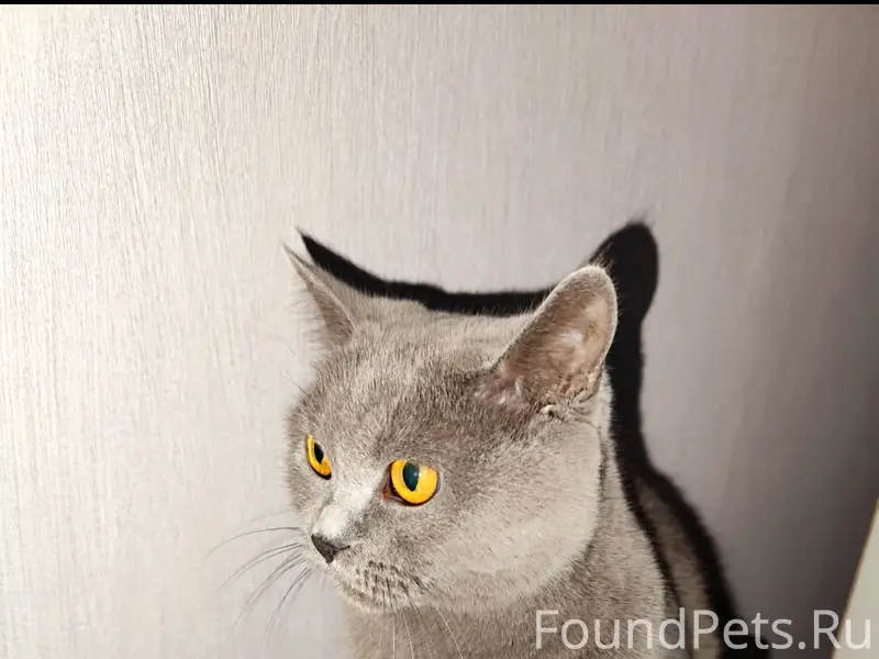 Пропала кошка Буся! Нашедшему вознаграждение гарантированно!