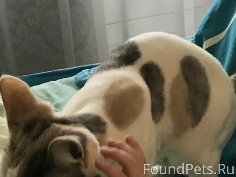 Пропала кошка, район Г-1