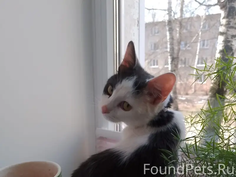 Пропала кошка, район тц Фараон