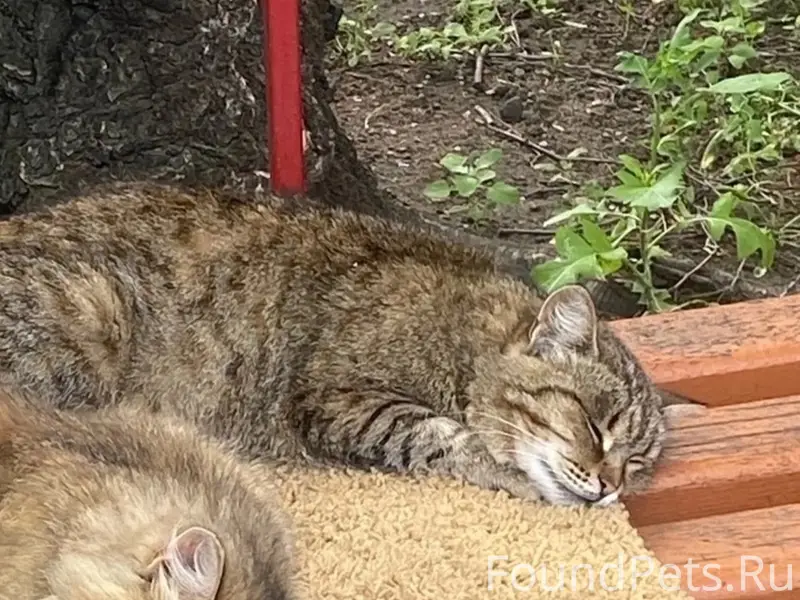 Пропала кошка, неизвестно где