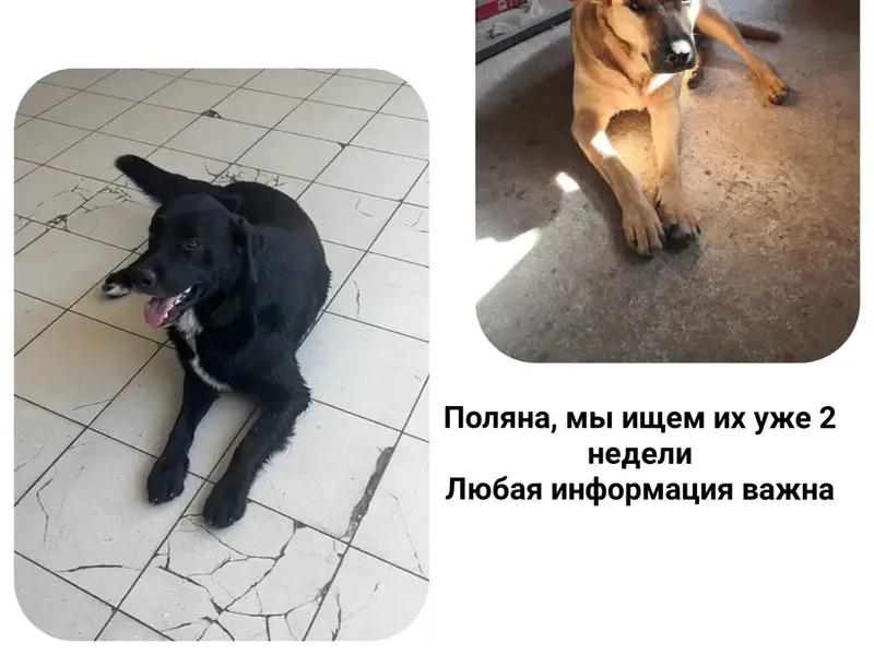 Пропали крупные собаки Долли и Джарвис, Красная Поляна